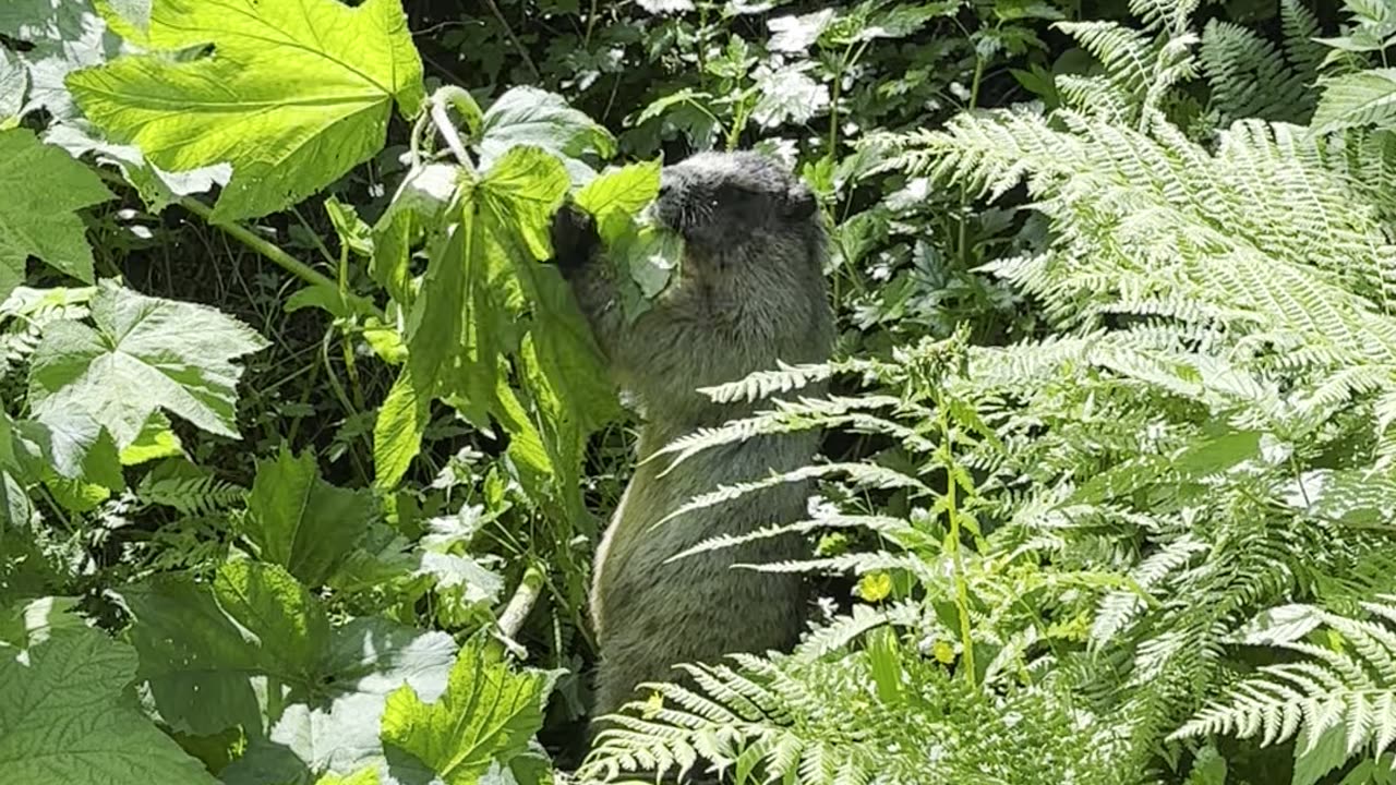 Marmot eating