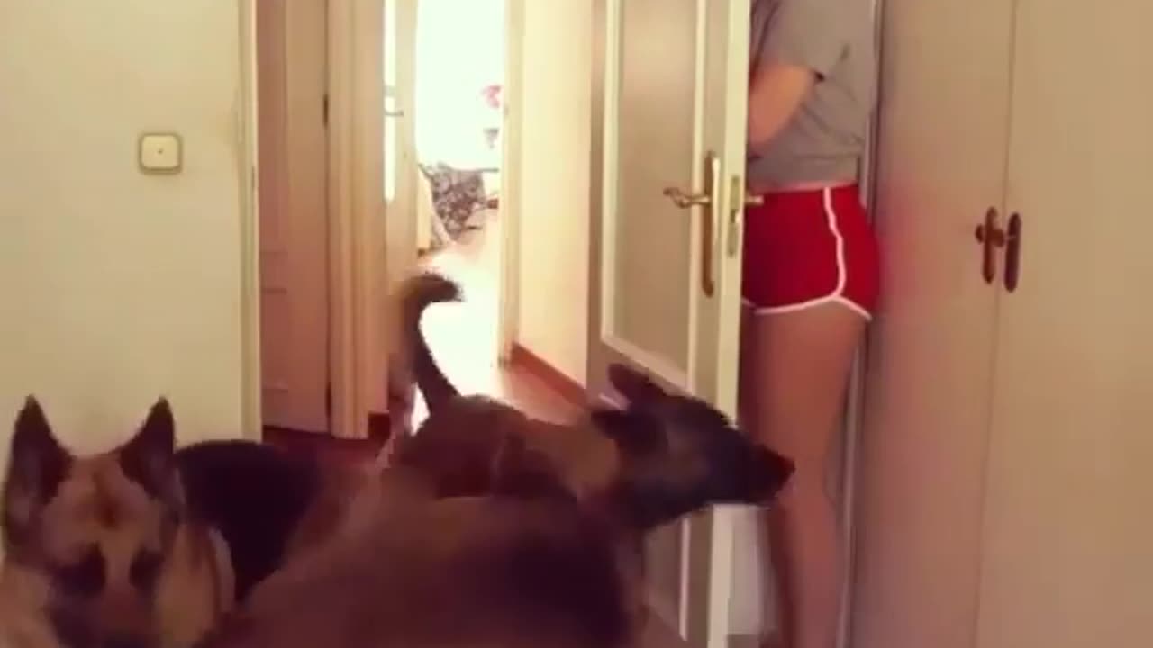 Cute and funny animals