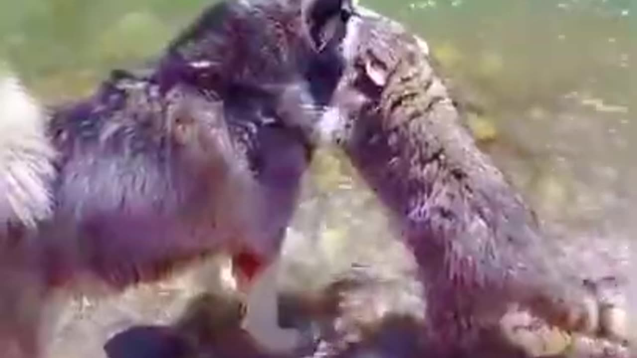 Funnies Pets In The World - Funny Dogs