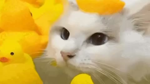 Cute Cat Gif
