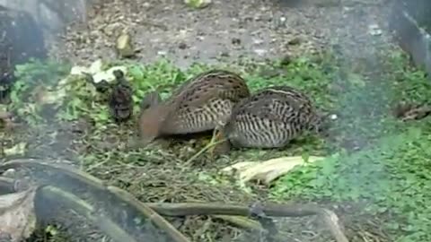 Breeding Chinese quail