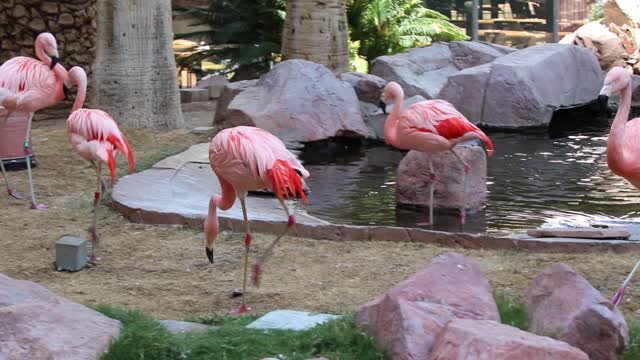 Beautiful flamingos at the Flamingo hotel and casino in Las Vegas.