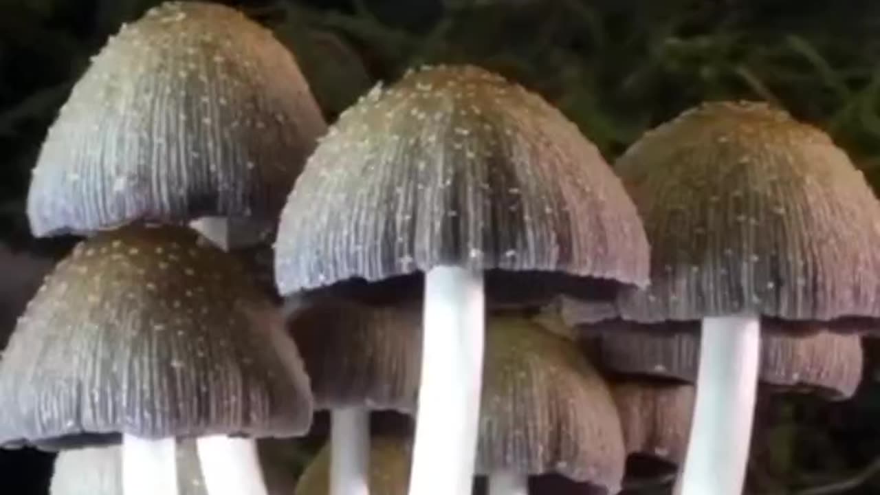 Fungi are the world's largest organism