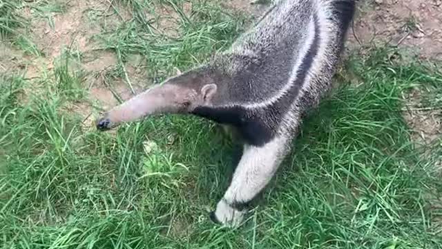 anteaters