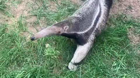 anteaters