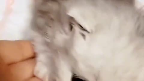 Funny animals videos