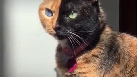 Funny cat video