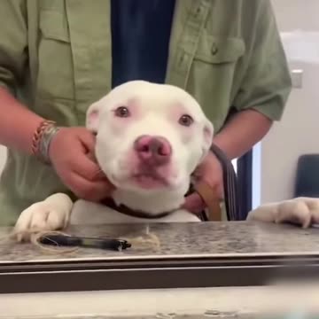 Sweet shelter dogs say goodbye to front desk staff after they’re adopted