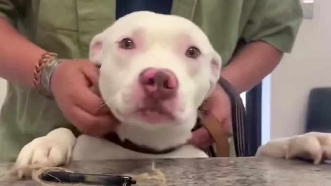 Sweet shelter dogs say goodbye to front desk staff after they’re adopted