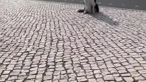 a dog working as a photographer