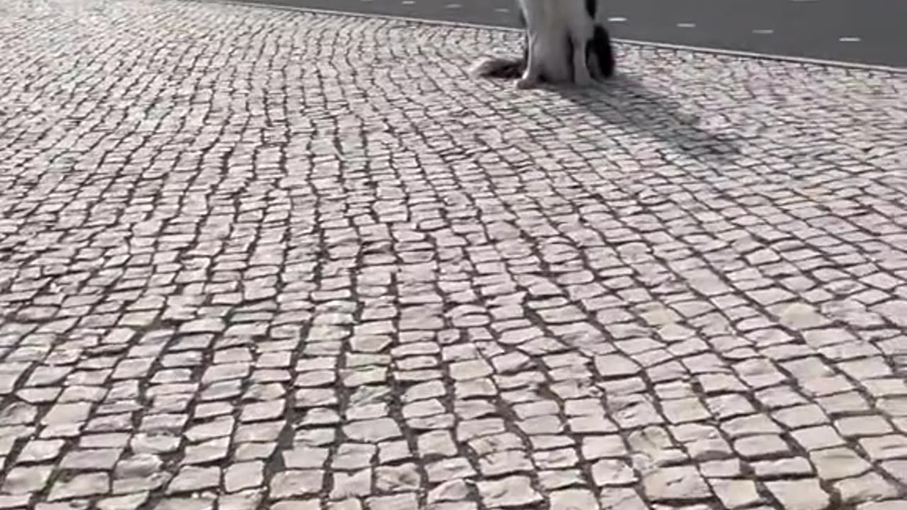 a dog working as a photographer