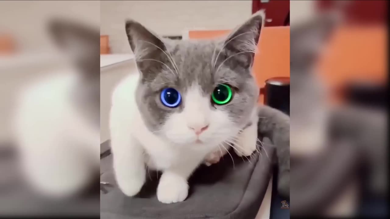 Funny cat videos