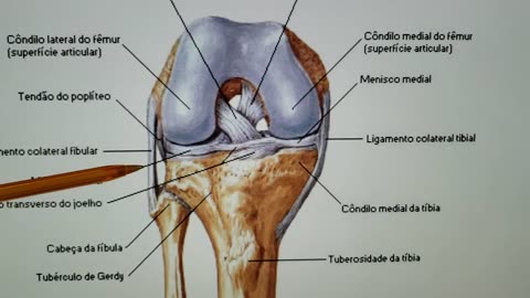 JOELHO - ANATOMIA E PORTAIS DE INFILTRAÇÃO