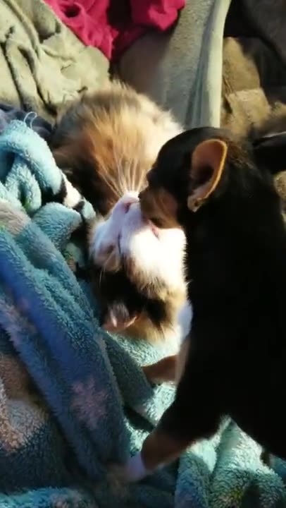 Bella and Coco the Kitty