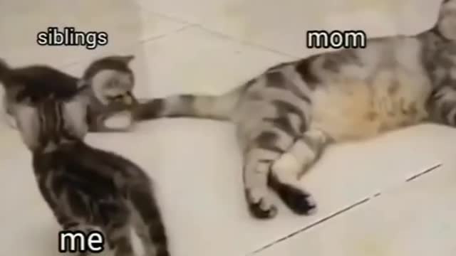 funny cat short videos |😂| part 220 |👍| Hello cats #shortvideo #shorts