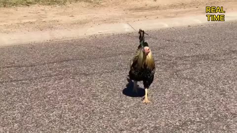 Unusual chicken around the world