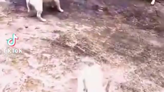 Funny Dogs Fighting With Goats Baby