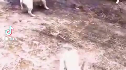 Funny Dogs Fighting With Goats Baby