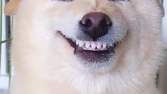 The perfect smile, have you learned it?