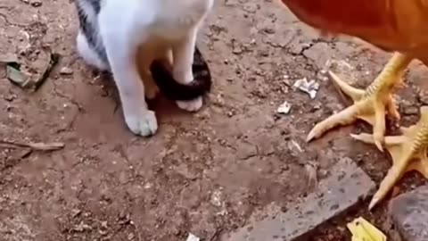 Cat vs Chicken: Watch What Happens Next and Get Ready to Laugh