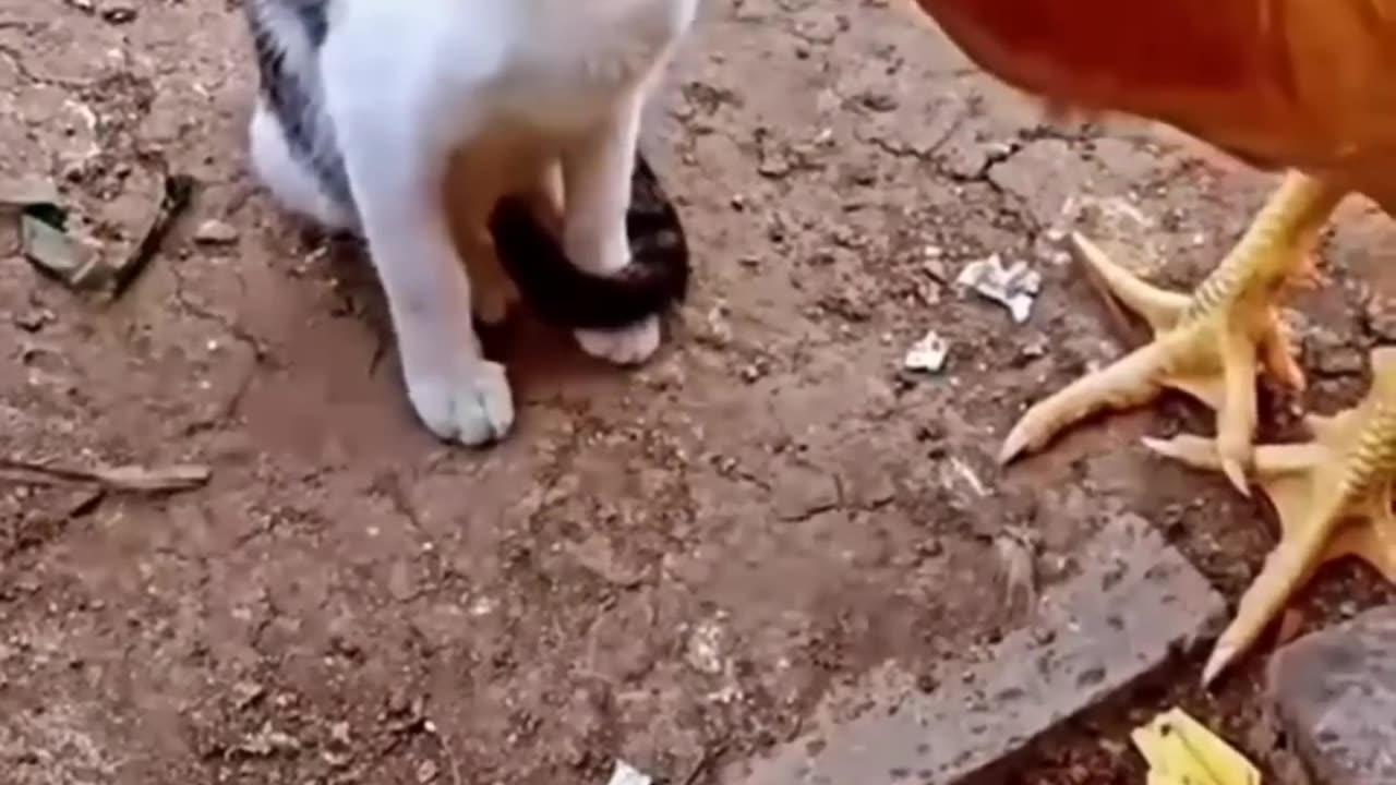 Cat vs Chicken: Watch What Happens Next and Get Ready to Laugh