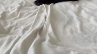 Adopting a Cat from a Shelter Vlog - Precious Piper's Morning Activity #shorts