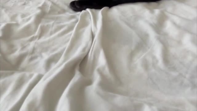 Adopting a Cat from a Shelter Vlog - Precious Piper's Morning Activity #shorts