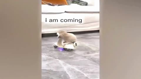Funniest Cat Ever🤣