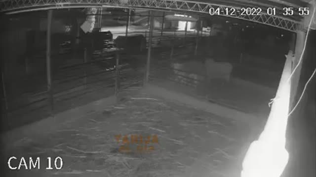 Cámaras captan a dos sujetos robando vacas de un matadero en Tarija