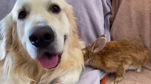 Golden Retriever Bailey and Rabbit Sam - Cutest Friends