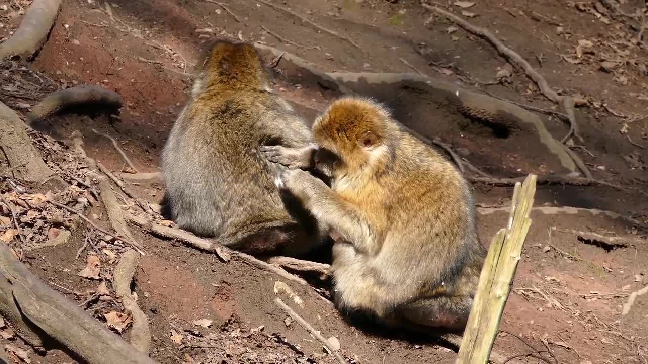 Little cute Monkeys working and eating