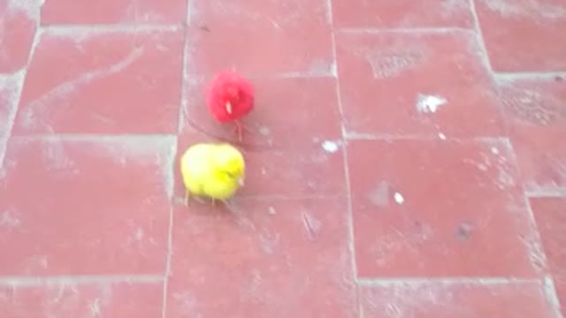 Funny chicks playing on our roof