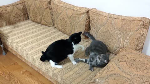 Cat Bites Other Cats Butt(3)