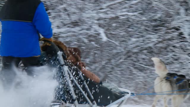 A Husky Dog Sledding in Fairbanks, Alaska in November, 2021