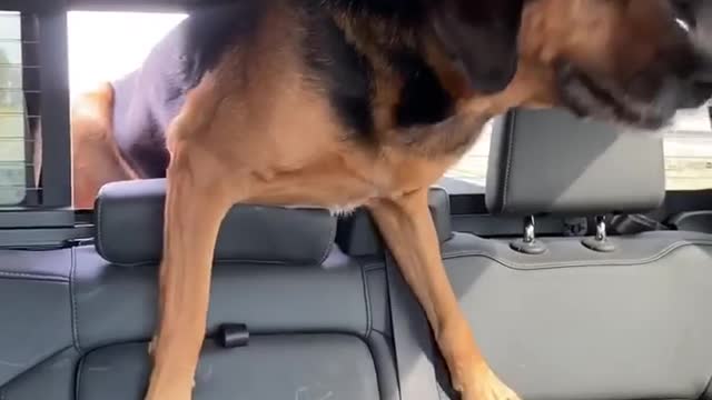 Lonely Pup in Truck Joins Its People