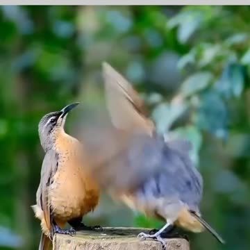 Beautiful Birds Dance Video 🐦🐦🐦