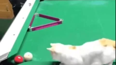 Best trick shot you will see today 🎱🔥😹
