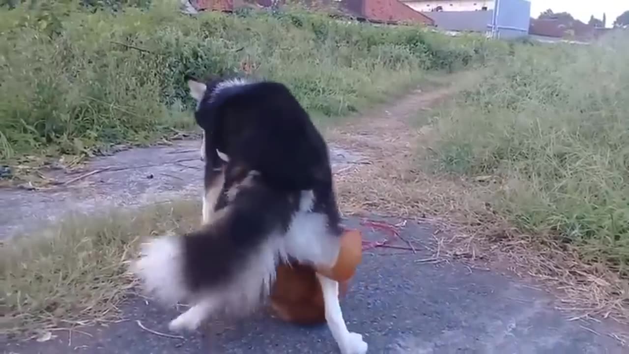 Dog meeting