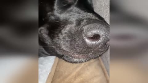 Funny animals - Funny cats / dogs - Funny animal videos