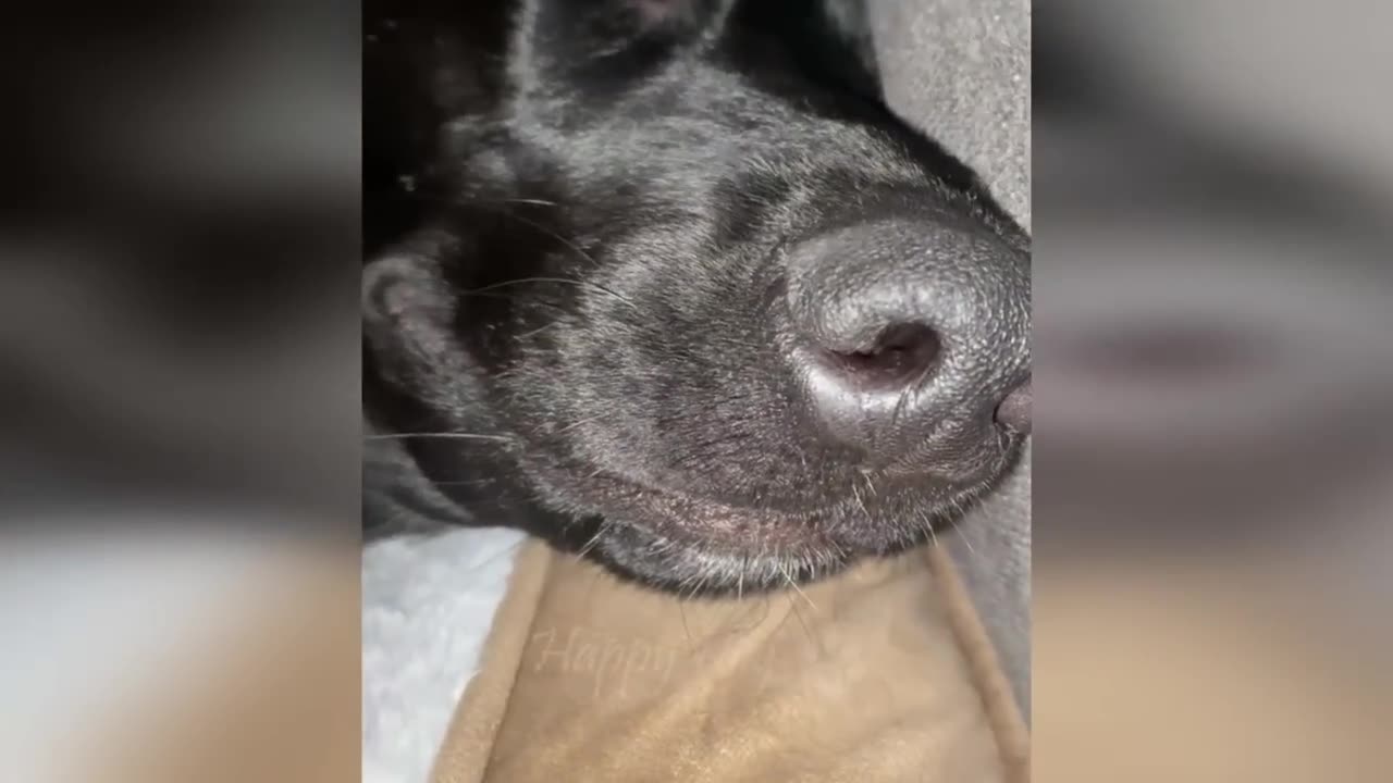 Funny animals - Funny cats / dogs - Funny animal videos