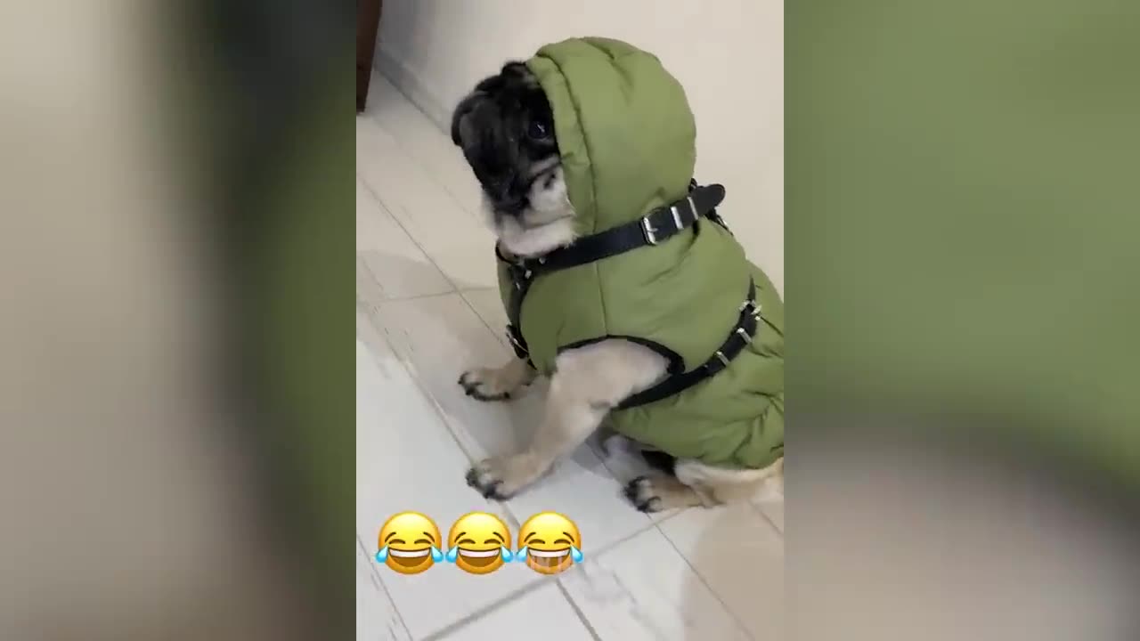 New Funniest Cats And Dogs Videos 555