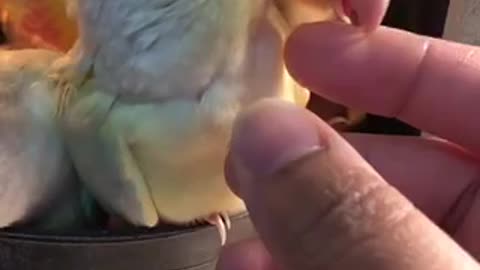 Beautiful tia bird trending video