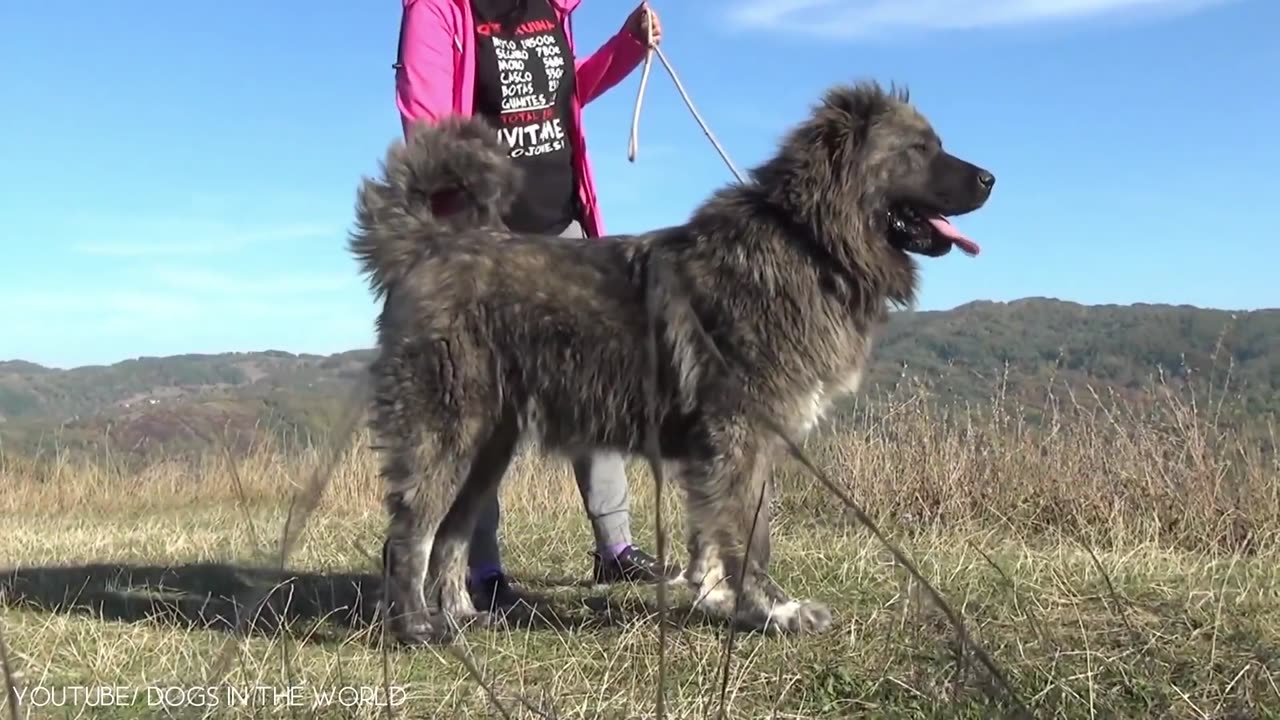 BIGGEST DOGS IN WORLD.