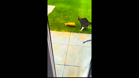 funny videos animals