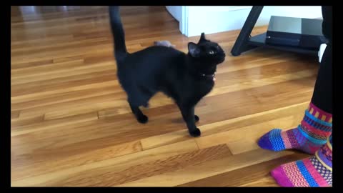 Cat training video follow in sit