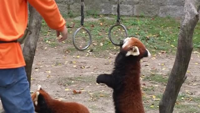 red pandas