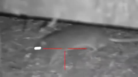 Mouse hunting
