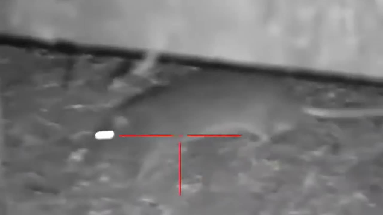 Mouse hunting