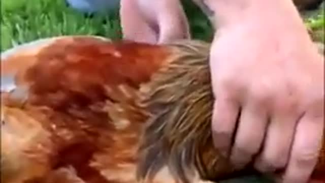 Chicken get hipnotized funny