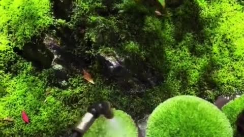 Water the plant